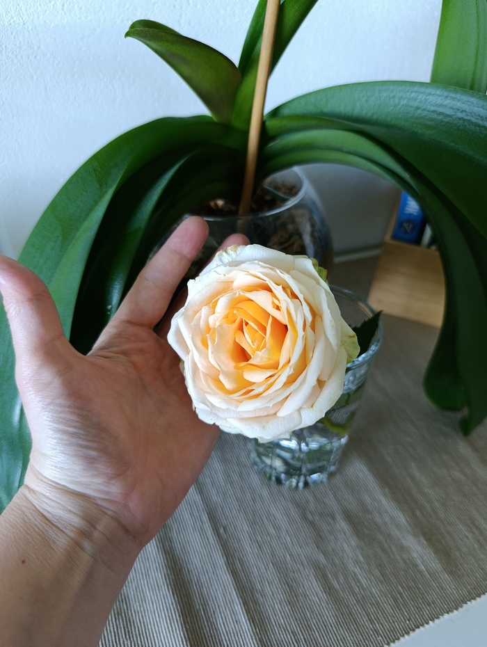 Tenderness of petals - Series I show but I dont sell, 18+, My, Garden, the Rose, Erotic, Homemade, Photo on sneaker, Pubes, No face, Longpost, NSFW